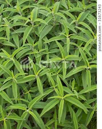 紫水晶聖人 紫水晶聖人 31673243