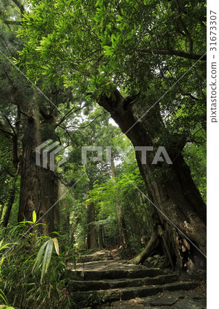 Kumano Kodo Daimonzaka Kumano Kodo Daimonzaka 31673307