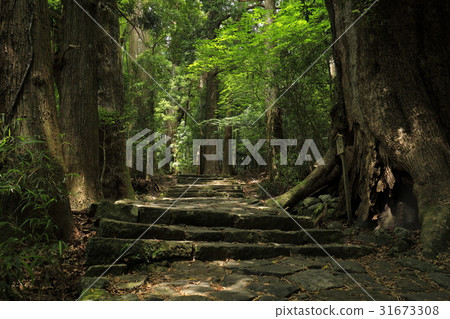 Kumano Kodo Daimonzaka Kumano Kodo Daimonzaka 31673308