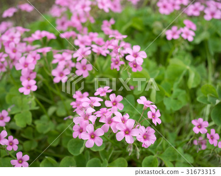 Murasaki Kabaki Murasaki Kabaki 31673315