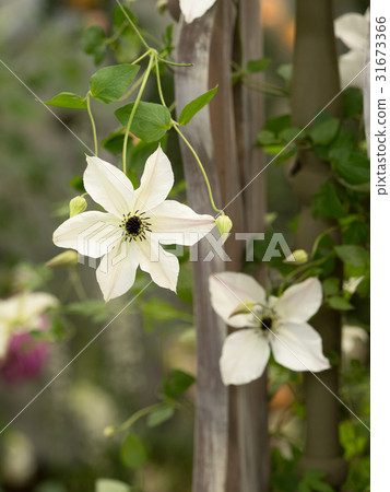 Clematis flower Clematis flower 31673366