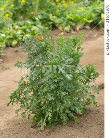 Shunkyu vineyard Shunkyu vineyard 31673976