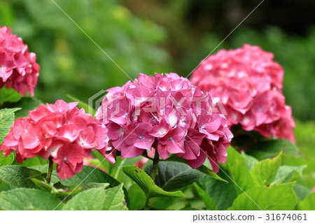 Hydrangea in Yokosuka Shobuen 31674061