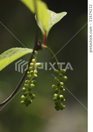 五味子 五味子 31674212