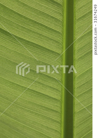 leaf 31674249