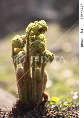蕨類植物 31674337