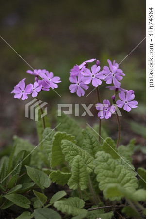 報春花 報春花 31674364