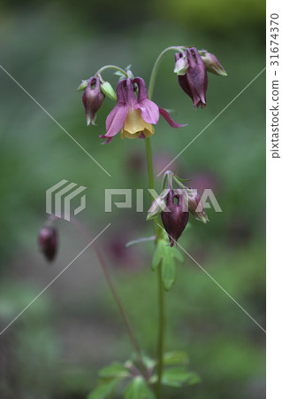 桃花 桃花 31674370