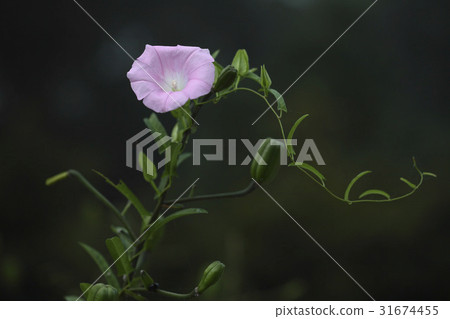 convolvulus 31674455