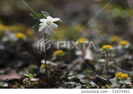 Pheasant's flower 31674481