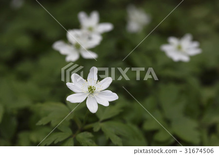 野雞的花 野雞的花 31674506