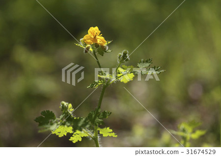 celandine celandine 31674529
