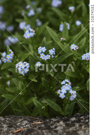 Forget-me-not 31674581