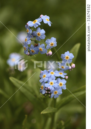 Forget-me-not 31674582
