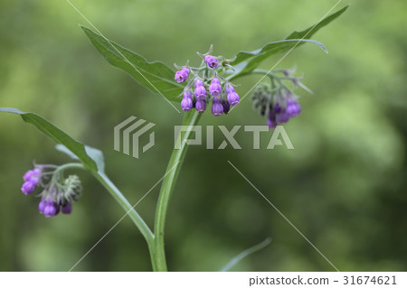 紫草 紫草 31674621