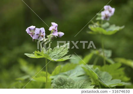 拂jwisonyi 拂jwisonyi 31674630