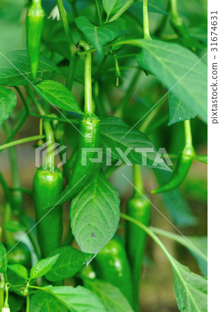 green pepper plants in growth at vegetable garden green pepper plants in growth at vegetable garden 31674631