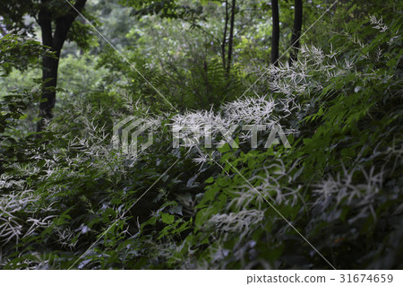 Horse Riding 31674659