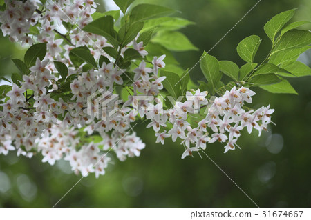 Ttaejuk樹 Ttaejuk樹 31674667