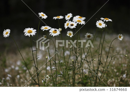 瑪格麗特 31674668