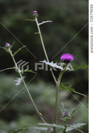 Thistle 31674698