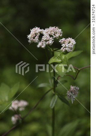 Butterfly, Swallow Pool 31674714