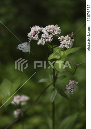 Bee, Butterfly, Swallow Pool 31674715