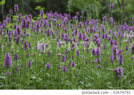 明星之吻 31674791