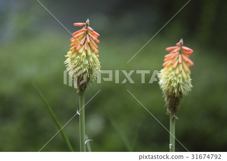 蘆薈 蘆薈 31674792