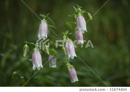 Chrysanthemum Chrysanthemum 31674804