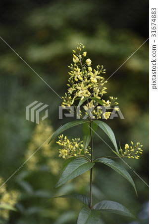 Marshmallow 31674883