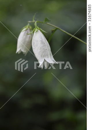 Chrysanthemum 31674885