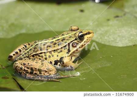 frog 31674900