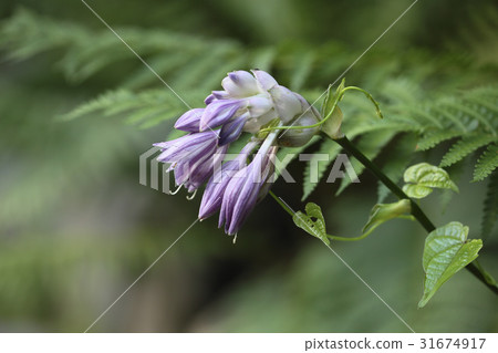 Bibichu Bibichu 31674917