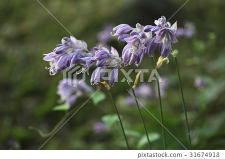 Bibichu Bibichu 31674918