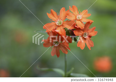 矢車菊 矢車菊 31674948