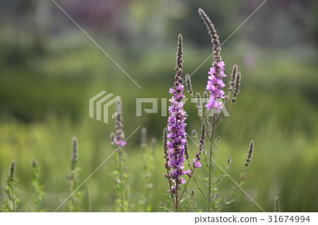 털부처꽃 31674994