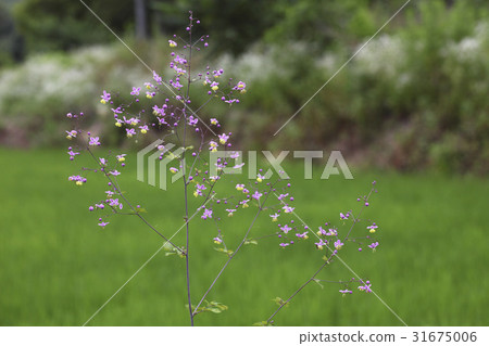 金翅雀的腿 金翅雀的腿 31675006