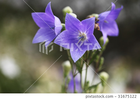 桔梗 桔梗 31675122