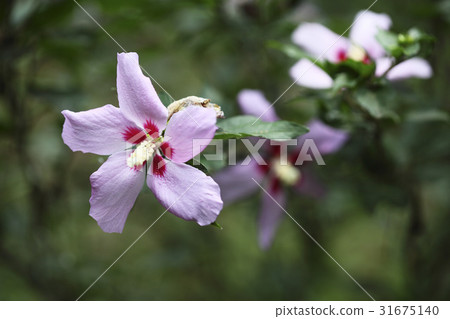 玫瑰沙龍 玫瑰沙龍 31675140