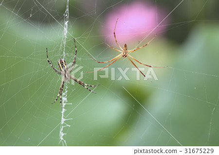 Spider Spider 31675229