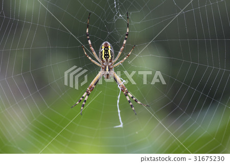 Spider Spider 31675230