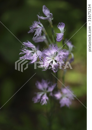 Cloudy flora 31675234