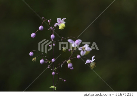 The legs of a goldfinch 31675235