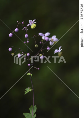 The legs of a goldfinch 31675236