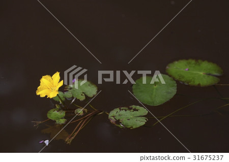 Yellow lotus lotus 31675237