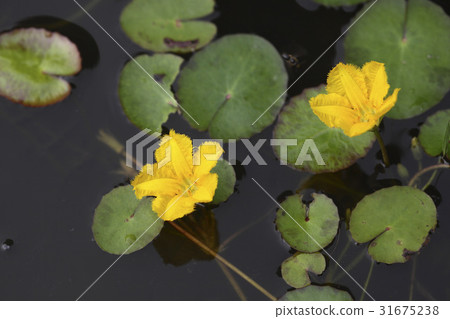 Yellow lotus lotus 31675238