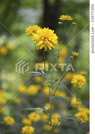 Trifoliate 31675309
