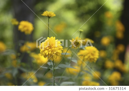 金光菊 31675314
