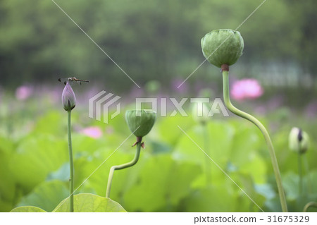 Dragonfly, lotus flower, rice 31675329